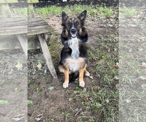 Australian Shepherd-Unknown Mix Dogs for adoption in Lancaster, PA, USA