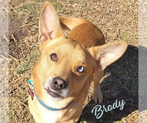 Chihuahua-Unknown Mix Dogs for adoption in HOUSTON, TX, USA