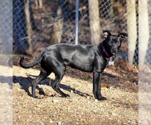 Basenji Dogs for adoption in Arlington, VA, USA