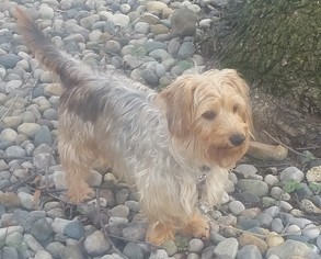 Silky Terrier Dogs for adoption in Livonia, MI, USA