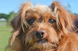 Pomeranian-Unknown Mix Dogs for adoption in New Iberia, LA, USA