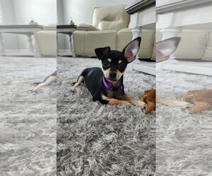 Doxie-Pin Dogs for adoption in Orlando, FL, USA