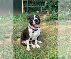 American Staffordshire Terrier-Boxer Mix Dogs for adoption in Austell, GA, USA
