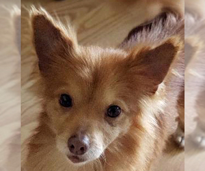 Pomeranian-Unknown Mix Dogs for adoption in Antioch, CA, USA
