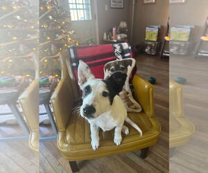 Rat Terrier-Unknown Mix Dogs for adoption in Fort Collins, CO, USA