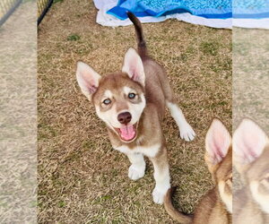 Gerberian Shepsky Dogs for adoption in Claremore, OK, USA