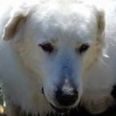 Small Great Pyrenees