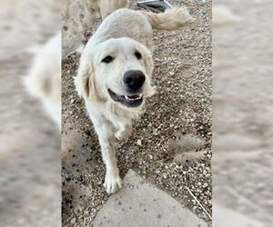 Great Pyrenees Dogs for adoption in Pampa, TX, USA