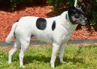 Rat Terrier Dogs for adoption in Little Rock, AR, USA