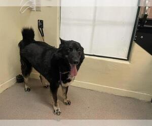 German Shepherd Dog Dogs for adoption in Pasadena, CA, USA