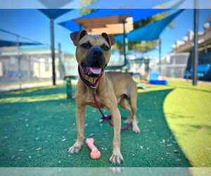 American Pit Bull Terrier Dogs for adoption in Orlando, FL, USA