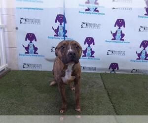 American Pit Bull Terrier Dogs for adoption in Orlando, FL, USA