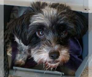Shih Tzu-Unknown Mix Dogs for adoption in Issaquah, WA, USA