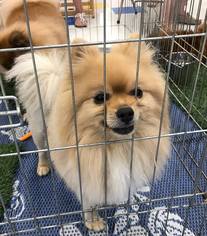 Small Pomeranian