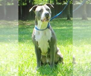 American Pit Bull Terrier Dogs for adoption in Lafayette, LA, USA