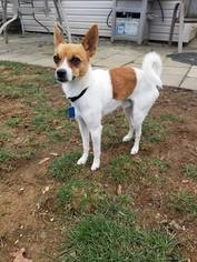 Rat Terrier Dogs for adoption in Lewistown, PA, USA