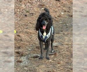 Poodle (Standard)-Unknown Mix Dogs for adoption in Cliffwood, NJ, USA