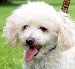 Poochon Dogs for adoption in Jefferson, WI, USA