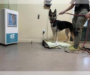 German Shepherd Dog-Unknown Mix Dogs for adoption in Pasadena, CA, USA