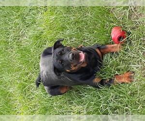 Rottweiler Dogs for adoption in Valrico, FL, USA