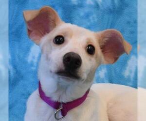 Rat Terrier Dogs for adoption in Eureka, CA, USA