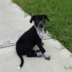 Medium Photo #1 Labrador Retriever-Unknown Mix Puppy For Sale in Houston, TX, USA