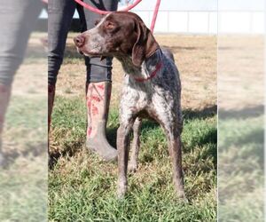 German Shorthaired Pointer Dogs for adoption in Von Ormy, TX, USA