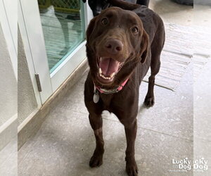 Labrador Retriever-Unknown Mix Dogs for adoption in Washington, DC, USA