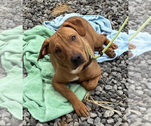 Mutt Dogs for adoption in Boston, MA, USA