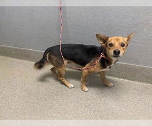 Chihuahua-Unknown Mix Dogs for adoption in Las Vegas, NV, USA