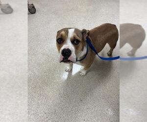 Bulldog-Staffordshire Bull Terrier Mix Dogs for adoption in Riverside, CA, USA