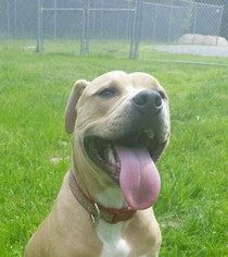 American Pit Bull Terrier Dogs for adoption in Attica, NY, USA