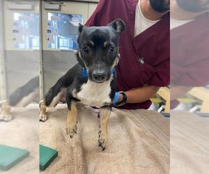 Chihuahua-Unknown Mix Dogs for adoption in Riverside, CA, USA