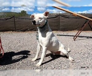 Medium Photo #1 Mutt Puppy For Sale in Cottonwood, AZ, USA