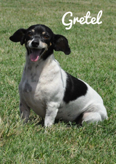 Chiweenie Dogs for adoption in Tulsa, OK, USA