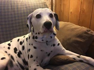 Dalmatian Dogs for adoption in Minneapolis, MN, USA