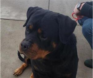 Rottweiler Dogs for adoption in Missoula, MT, USA