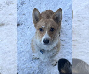 Mutt Dogs for adoption in Denver , CO, USA