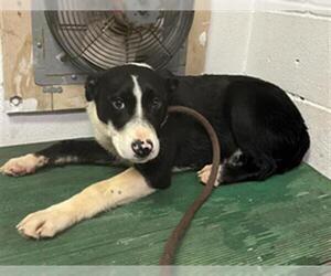 Border Collie-Unknown Mix Dogs for adoption in San Andreas, CA, USA