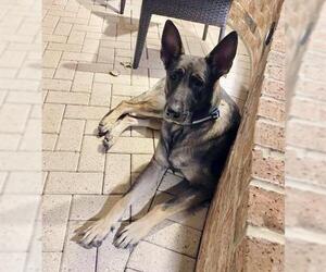 German Shepherd Dog Dogs for adoption in Alvin, TX, USA