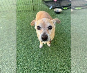 Chihuahua-Unknown Mix Dogs for adoption in Tempe , AZ, USA