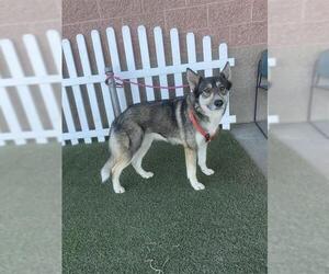 Siberian Husky Dogs for adoption in Modesto, CA, USA