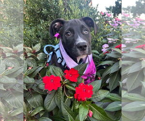 Labrador Retriever-Unknown Mix Dogs for adoption in Germantown, OH, USA