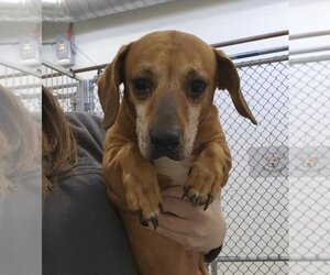 Dachshund-Unknown Mix Dogs for adoption in Salisbury, NC, USA