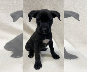Borador Dogs for adoption in Jefferson, NJ, USA