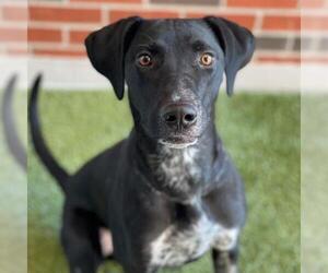 German Shorthaired Lab Dogs for adoption in Edmond, OK, USA