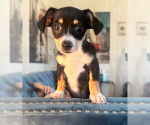 Medium Photo #2 Chihuahua-Unknown Mix Puppy For Sale in Royal Palm Beach, FL, USA