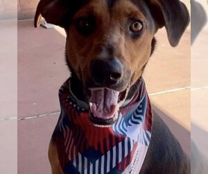 Doberman Pinscher Dogs for adoption in Phoenix, AZ, USA