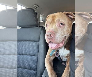 American Bandogge mastiff Dogs for adoption in Lockport, NY, USA