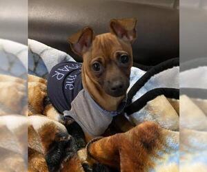 Chihuahua Dogs for adoption in Boerne, TX, USA